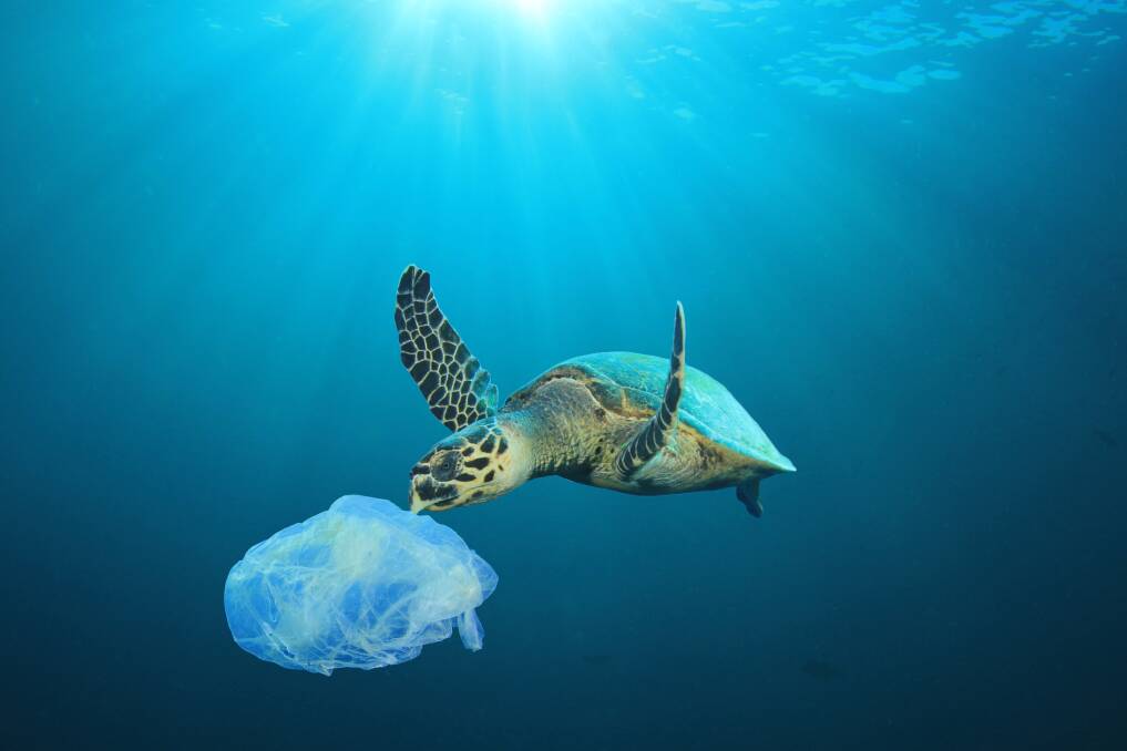 A plastic bag floats in the ocean near a turtle.