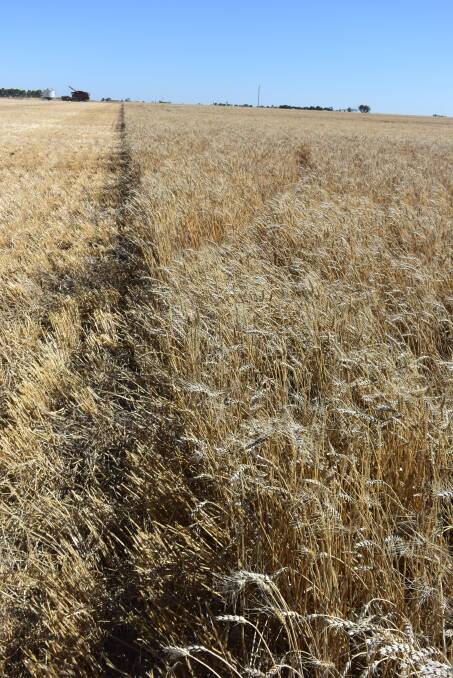 Farmers in the Wimmera are hoping they won't have a repeat of last year's frost conditions.