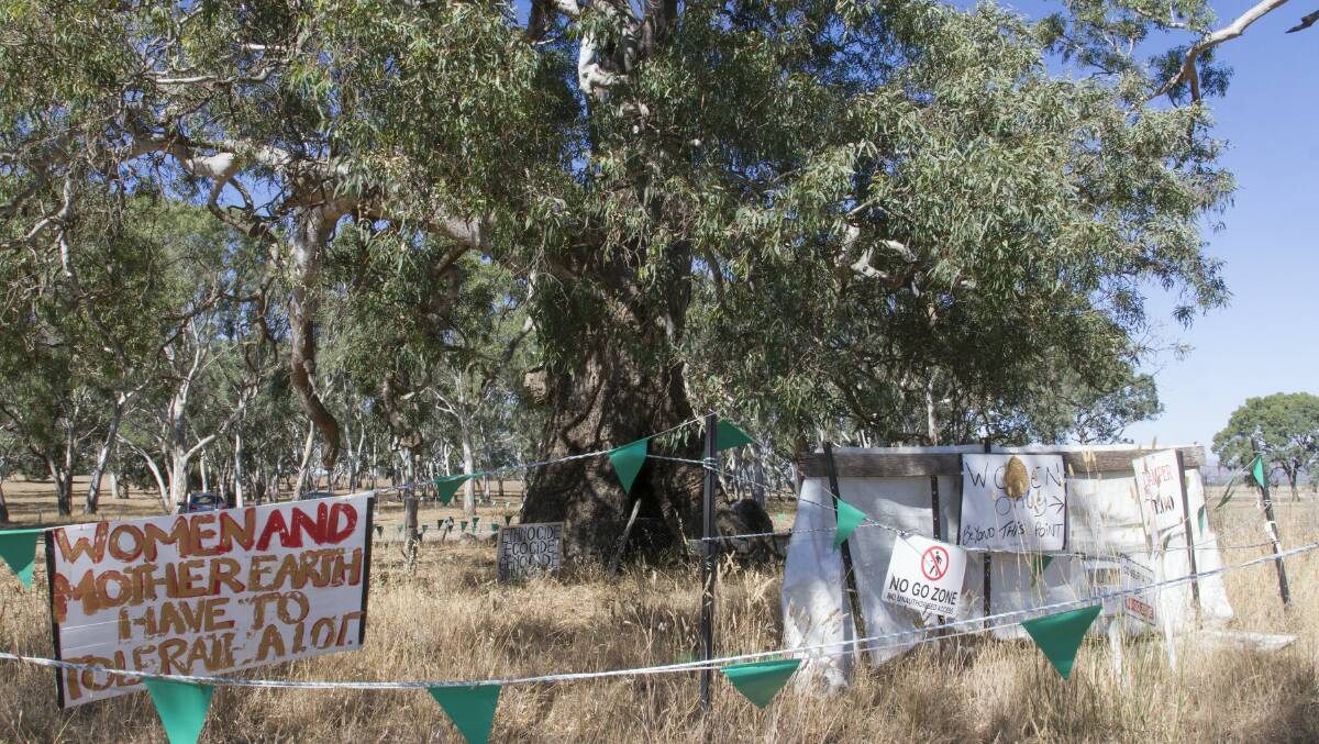Signs and bunting surround one of the two birthing trees the Western Highway duplication project will preserve. 