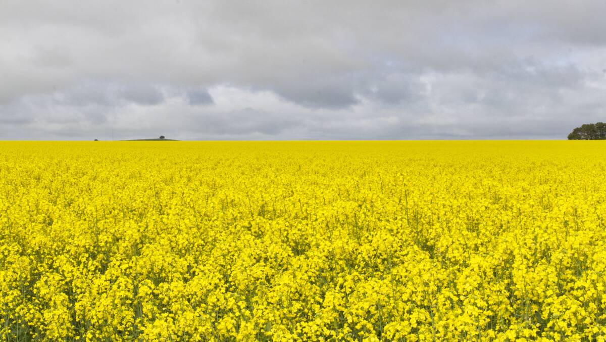 TOUGH: Canola farmers are some of those farmers affected by ongoing dry conditions.