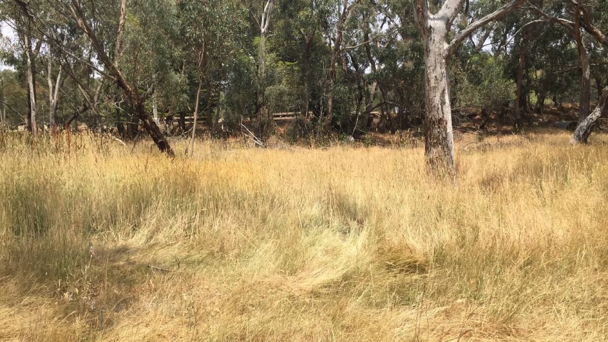 HAZARD REDUCTION: Long grass like this along Ararat's Picnic Road needs to be mowed down to reduce fire risk. 