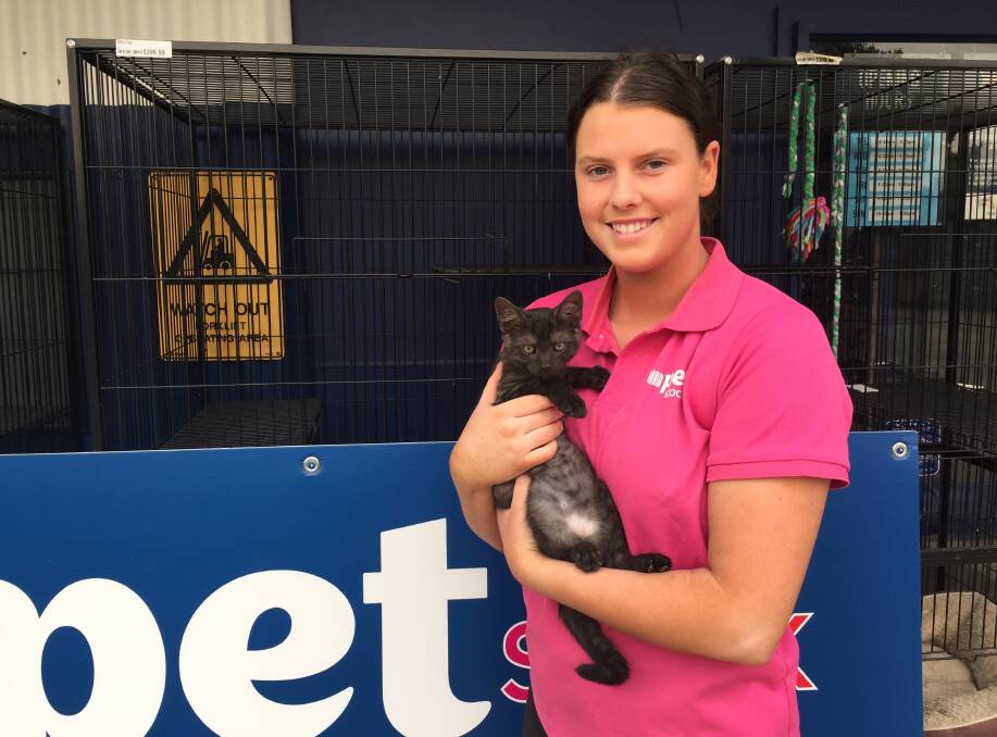FUREVER HOME: PETstock Stawell's Tessa O'Callaghan with Tortellini, the two-month old kitten who is searching for a forever home. Picture: JESSIEANNE GARTLAN.