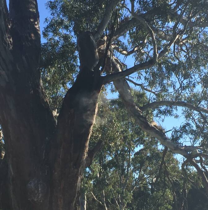 Dobie gum tree fire appears to have 'been deliberately lit'