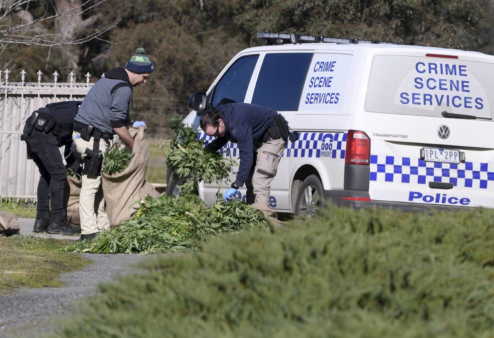ILLICIT DRUGS: Police inspect a cannabis crop found growing near Ballarat earlier this year.