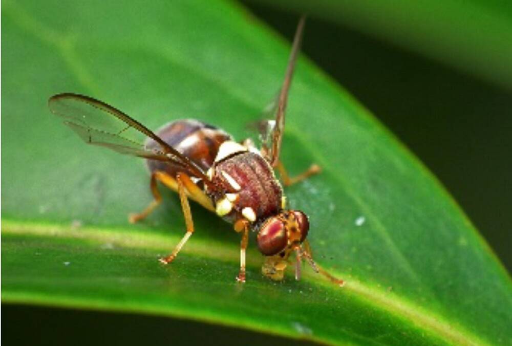 BUZZING ABOUT: Queensland fruit fly. Picture: Supplied