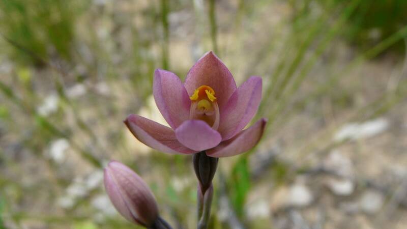 The Grampians region orchid Thelymitra carnea. Picture: Grampians Wildflower Show.