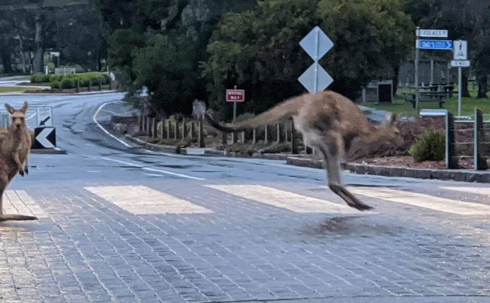 Kangaroos enjoy the lack of people in Halls Gap, crossing on the main street. Picture: CONTRIBUTED/TINA BAKER 