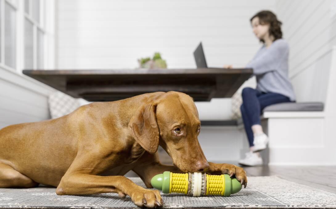 Petafe's Cravin' Corncob challenges your dog's problem-solving skills and has extra sniffability with its butter-scented rubber construction.