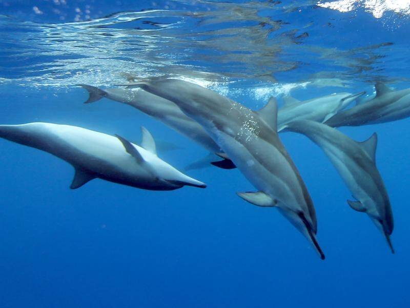 A Greens motion to ban dolphins being kept in captivity for entertainment has failed in the Senate.