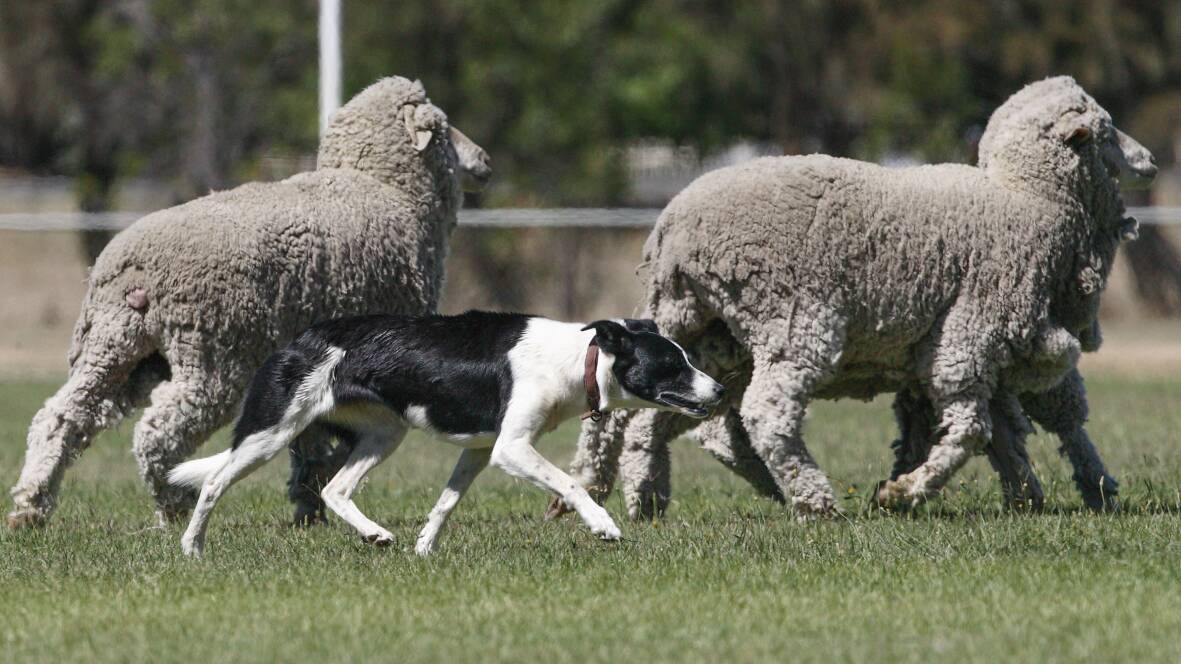 Grannon Lady rounds up her charges at last year s Sheep Dog Trials.