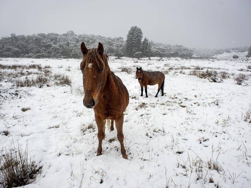 Legal action is being pursued in the Supreme Court in a bid to stop a brumby cull.