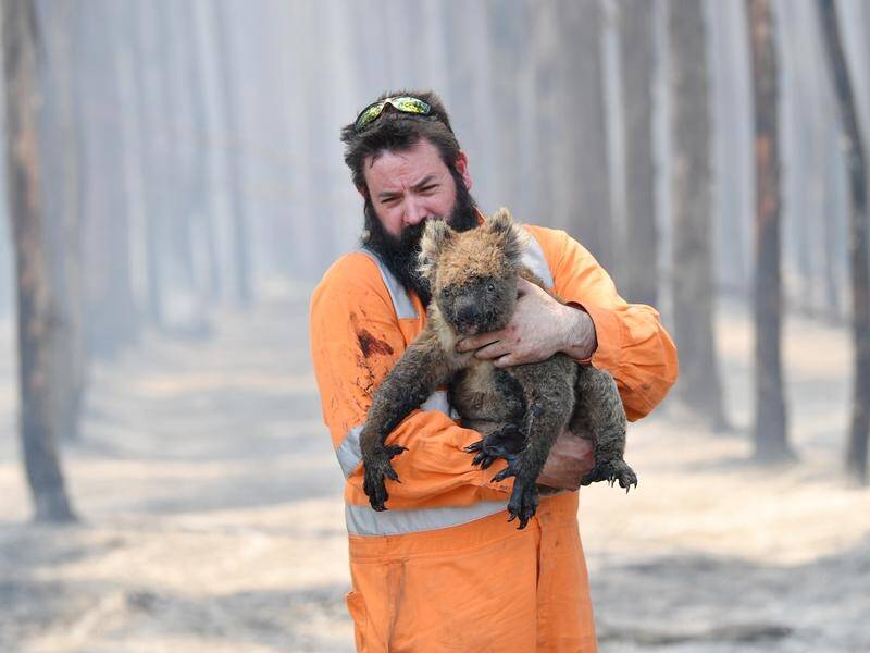 Months after bushfires ravaged land and wildlife on SA's Kangaroo Island, the recovery continues.