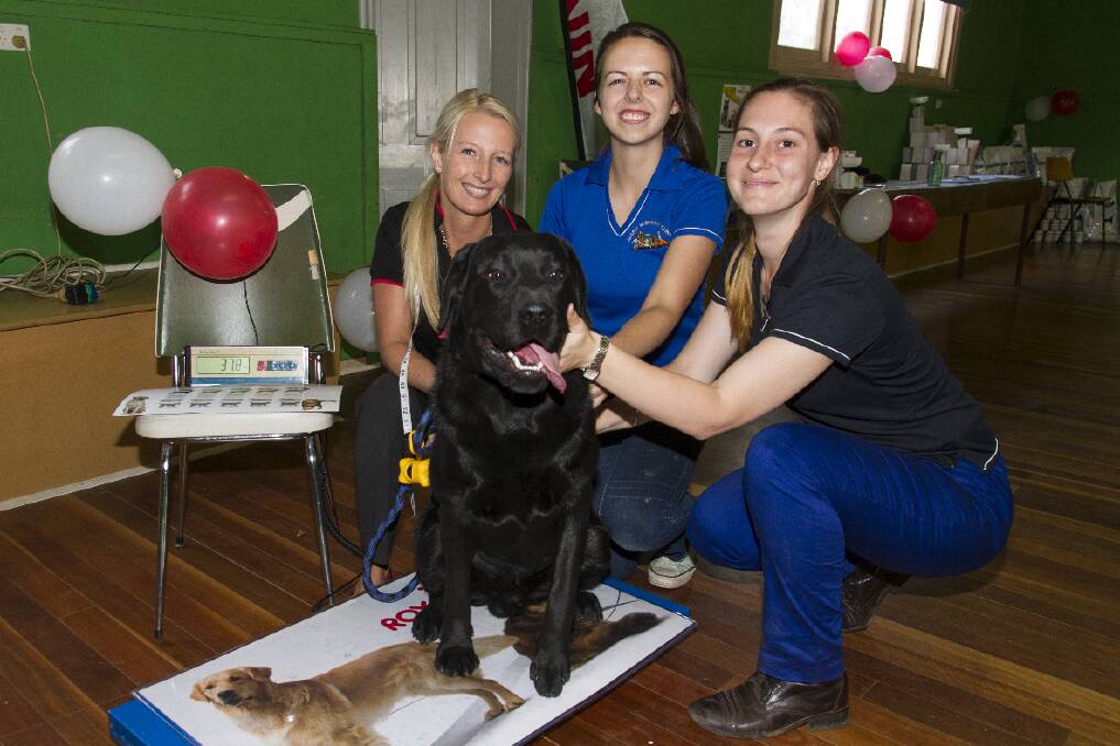 Bianca McLeod and veterinarians Phoebe Todd and Phoebe Venables put Jack on the scales.
