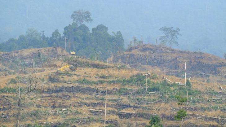 Heavy machinery makes new terraces for oil palm trees in freshly cleared forest inside the Leuser Ecosystem. Local activists say this clearing is illegal.  Photo: Michael Bachelard