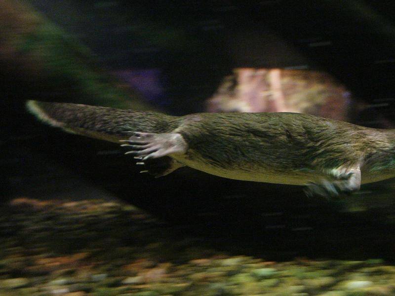 Returning platypus to Adelaide's Torrens River will help its survival and the river's health.
