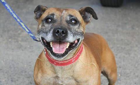 ALL SMILES: Halle is looking for a home. Look at more available animals by clicking the picture.paws mailtimes