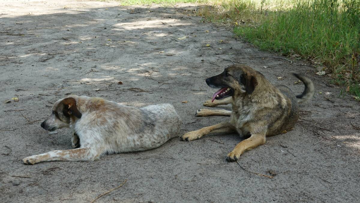 Radioactive Ukrainian "wild" dogs at Chernobyl. Picture: Clive Williams