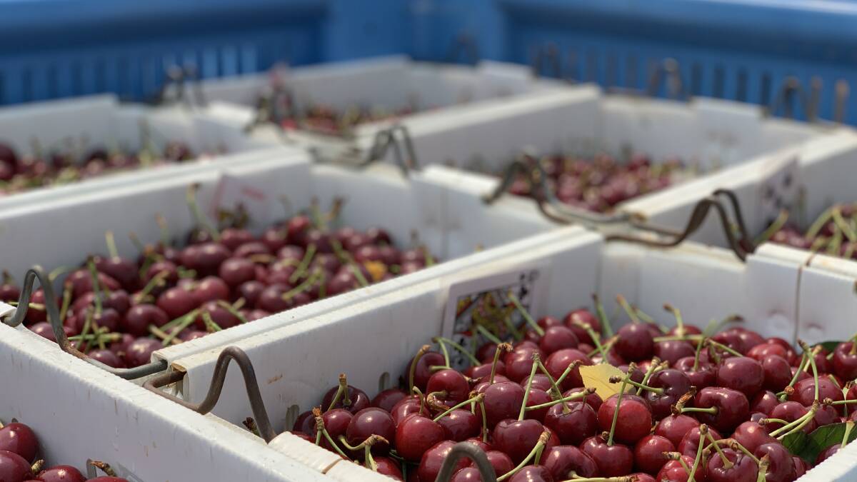 Freshly picked cherries from Roth Orchard.