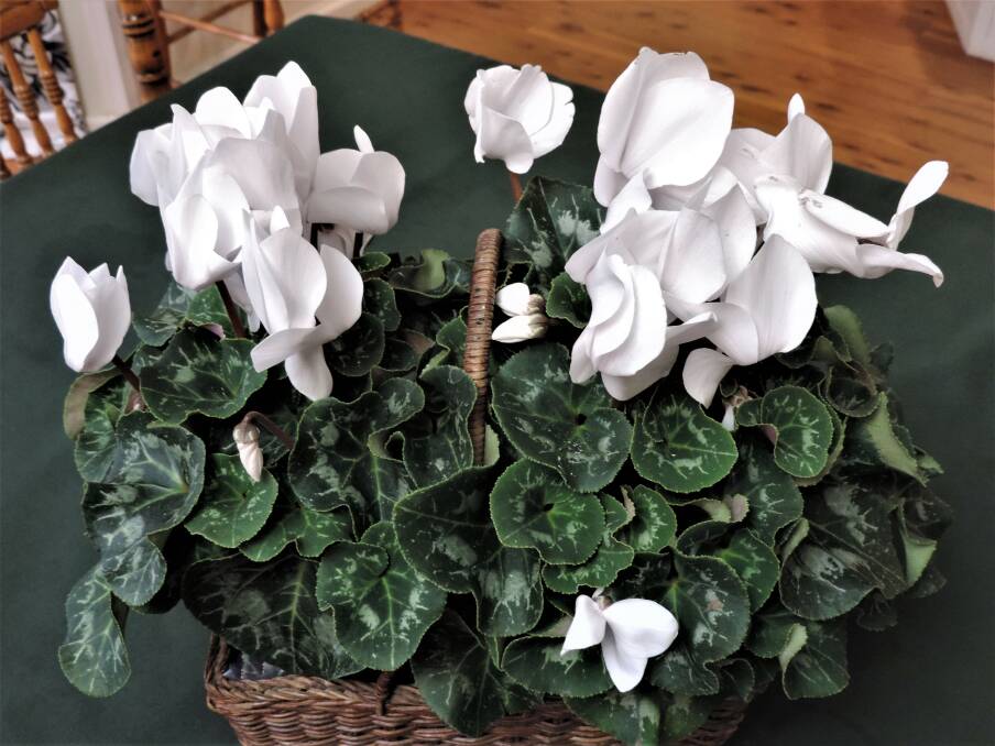 Easy and reliable: Cyclamen coum look good for six to eight weeks so are ideal for bringing a welcome burst of colour inside during winter.